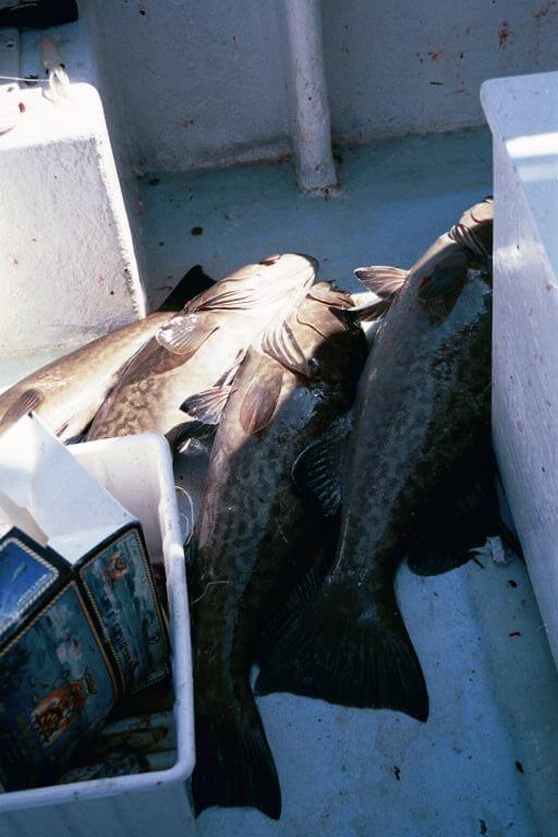 Shearwater Fishing Charters
